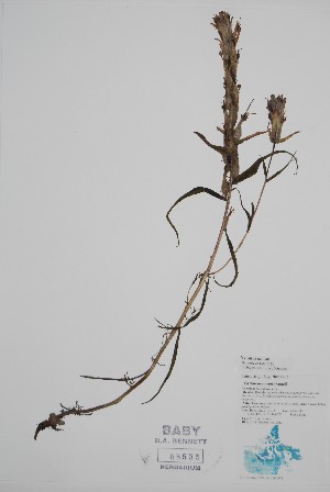  (Castilleja raupii - CCDB-25866-G2)  @11 [ ] by (2022) Unspecified B.A. Bennett Herbarium (BABY)