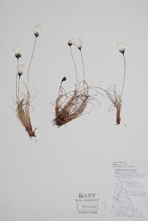  (Eriophorum callitrix - CCDB-25866-H4)  @11 [ ] by (2022) Unspecified B.A. Bennett Herbarium (BABY)