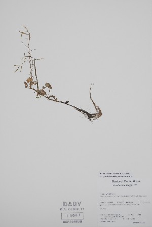  (Cardamine longii - BABY-10631)  @11 [ ] by (2022) Unspecified B.A. Bennett Herbarium (BABY)