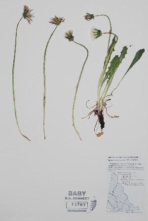  (Taraxacum carneocoloratum - BABY-11707)  @11 [ ] by (2022) Unspecified B.A. Bennett Herbarium (BABY)