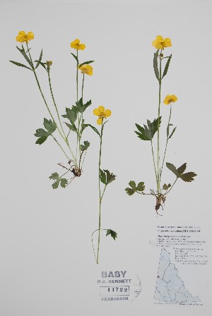  (Ranunculus turneri - BABY-11722)  @11 [ ] by (2022) Unspecified B.A. Bennett Herbarium (BABY)