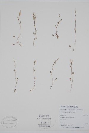  ( - BABY-09245)  @11 [ ] by (2022) Unspecified B.A. Bennett Herbarium (BABY)