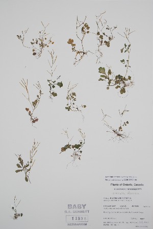 (Cardamine occulta - BABY-11398)  @11 [ ] by (2022) Unspecified B.A. Bennett Herbarium (BABY)