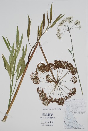  (Cicuta - BABY-11748)  @11 [ ] by (2022) Unspecified B.A. Bennett Herbarium (BABY)