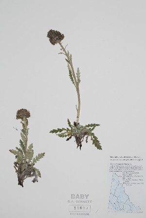  ( - BABY-11604)  @11 [ ] by (2022) Unspecified B.A. Bennett Herbarium (BABY)