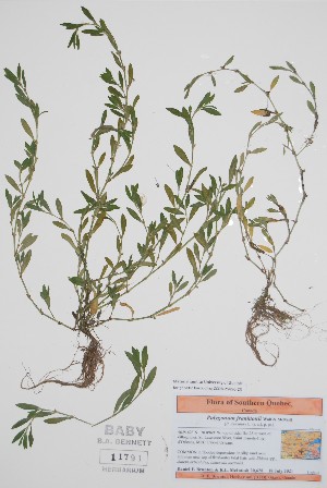  (Polygonum franktonii - BABY-11791)  @11 [ ] by (2022) Unspecified B.A. Bennett Herbarium (BABY)