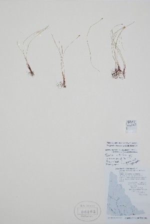  ( - BABY-06262)  @11 [ ] by (2022) Unspecified B.A. Bennett Herbarium (BABY)