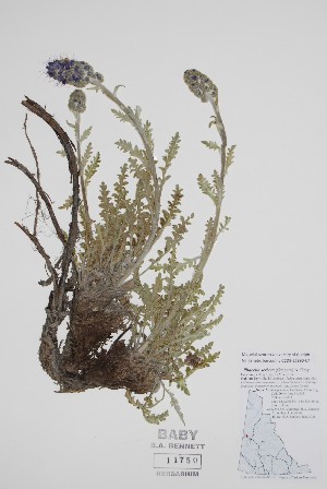  ( - BABY-11750)  @11 [ ] by (2022) Unspecified B.A. Bennett Herbarium (BABY)