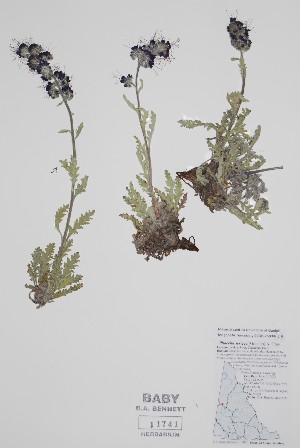 ( - BABY-11741)  @11 [ ] by (2022) Unspecified B.A. Bennett Herbarium (BABY)