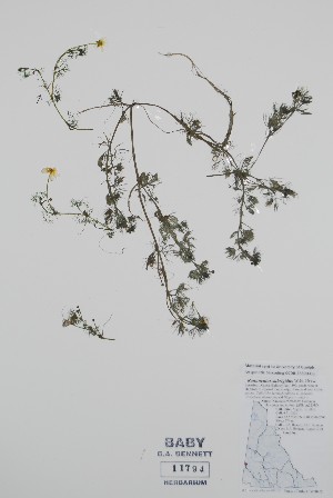  (Ranunculus subrigidus - BABY-11794)  @11 [ ] by (2022) Unspecified B.A. Bennett Herbarium (BABY)