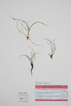  ( - BABY-11776)  @11 [ ] by (2022) Unspecified B.A. Bennett Herbarium (BABY)