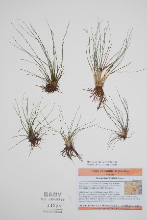  (Lycopodiopsida - BABY-11777)  @11 [ ] by (2022) Unspecified B.A. Bennett Herbarium (BABY)