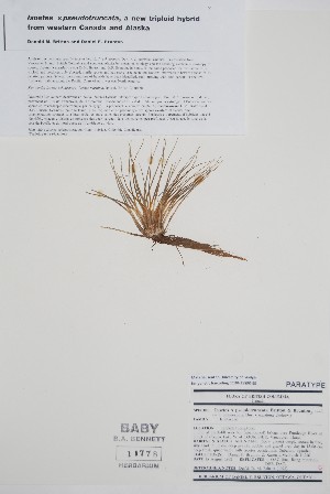  (Isoetes x pseudotruncata - BABY-11778)  @11 [ ] by (2022) Unspecified B.A. Bennett Herbarium (BABY)