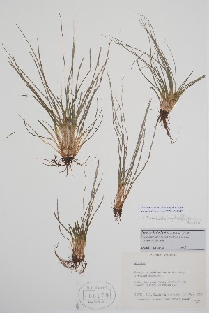  (Isoetes x robusta - BABY-06176)  @11 [ ] by (2022) Unspecified B.A. Bennett Herbarium (BABY)