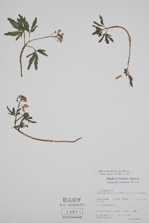  (Cardamine maxima - BABY-10630)  @11 [ ] by (2022) Unspecified B.A. Bennett Herbarium (BABY)