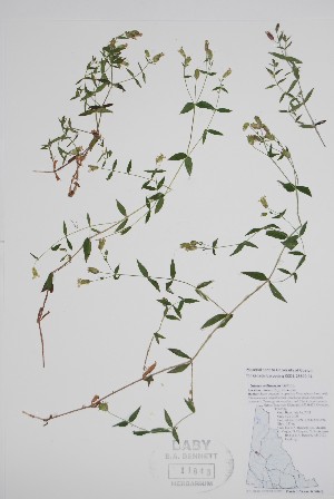 (Silene williamsii - BABY-11843)  @11 [ ] by (2022) Unspecified B.A. Bennett Herbarium (BABY)