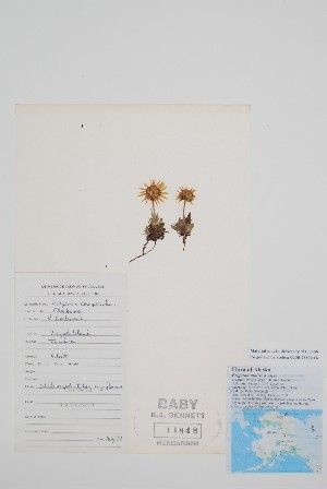  ( - BABY-11848)  @11 [ ] by (2022) Unspecified B.A. Bennett Herbarium (BABY)