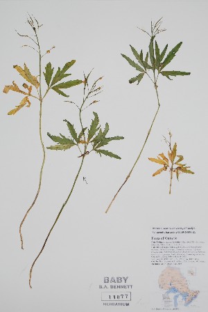  ( - BABY-11077)  @11 [ ] by (2022) Unspecified B.A. Bennett Herbarium (BABY)