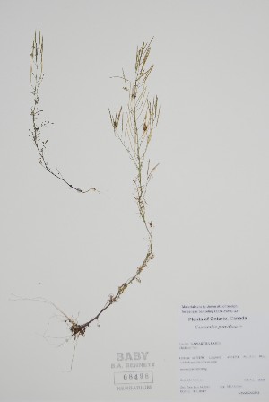  (Cardamine parviflora - BABY-08498)  @11 [ ] by (2022) Unspecified B.A. Bennett Herbarium (BABY)