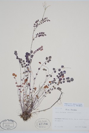  (Cardamine pratensis - BABY-07154)  @11 [ ] by (2022) Unspecified B.A. Bennett Herbarium (BABY)