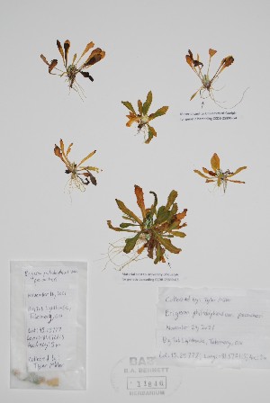  ( - BABY-11846b)  @11 [ ] by (2022) Unspecified B.A. Bennett Herbarium (BABY)