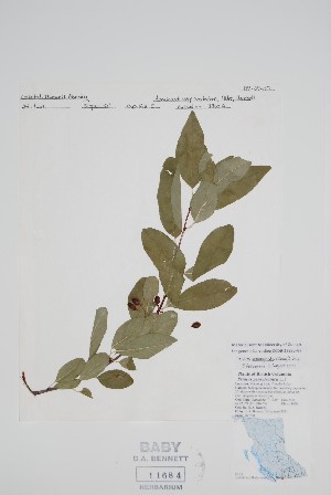  (Prunus emarginata - BABY-11684)  @11 [ ] by (2022) Unspecified B.A. Bennett Herbarium (BABY)