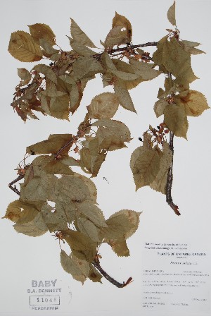  (Prunus avium - BABY-11045)  @11 [ ] by (2022) Unspecified B.A. Bennett Herbarium (BABY)