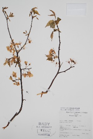  (Prunus nigra - BABY-11046)  @11 [ ] by (2022) Unspecified B.A. Bennett Herbarium (BABY)
