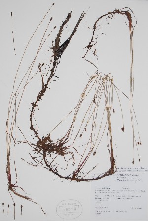  ( - BABY-06385)  @11 [ ] by (2022) Unspecified B.A. Bennett Herbarium (BABY)