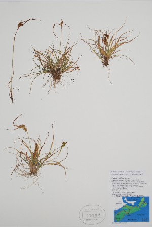  ( - BABY-07336)  @11 [ ] by (2022) Unspecified B.A. Bennett Herbarium (BABY)