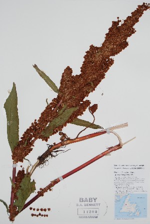  (Rumex longifolius - BABY-11289)  @11 [ ] by (2022) Unspecified B.A. Bennett Herbarium (BABY)