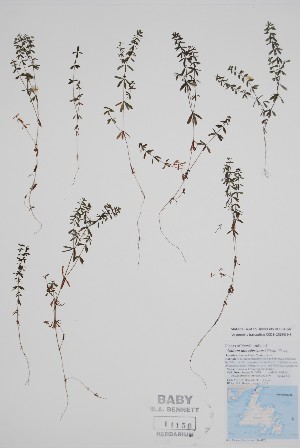  (Galium labradoricum - BABY-11156)  @11 [ ] by (2022) Unspecified B.A. Bennett Herbarium (BABY)