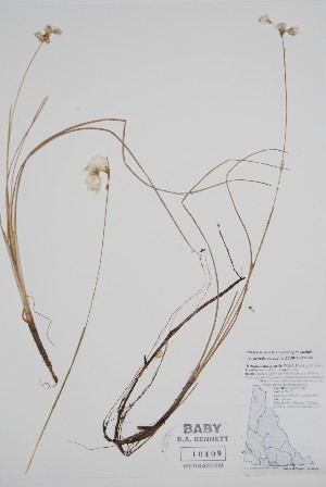  (Eriophorum gracile - CCDB-25898-A4)  @11 [ ] by (2022) Unspecified B.A. Bennett Herbarium (BABY)