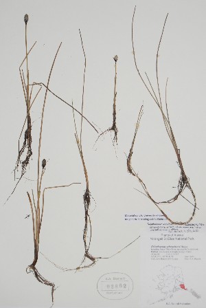  ( - CCDB-25898-A5)  @11 [ ] by (2022) Unspecified B.A. Bennett Herbarium (BABY)