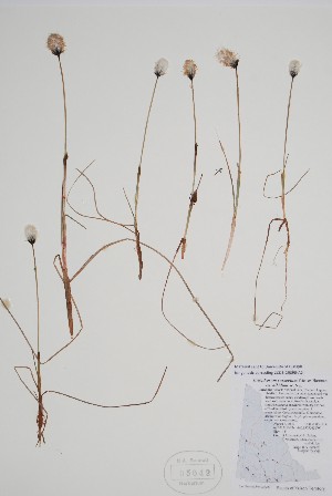  ( - CCDB-25898-A6)  @11 [ ] by (2022) Unspecified B.A. Bennett Herbarium (BABY)