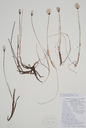  ( - CCDB-25898-A7)  @11 [ ] by (2022) Unspecified B.A. Bennett Herbarium (BABY)
