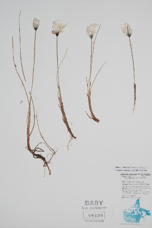  ( - CCDB-25898-A8)  @11 [ ] by (2022) Unspecified B.A. Bennett Herbarium (BABY)