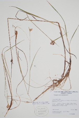  (Eriophorum virginicum - CCDB-25898-B10)  @11 [ ] by (2022) Unspecified B.A. Bennett Herbarium (BABY)