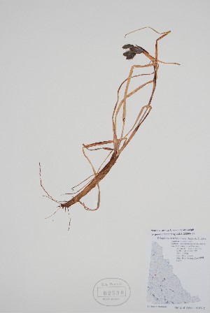  (Eriophorum - CCDB-25898-B5)  @11 [ ] by (2022) Unspecified B.A. Bennett Herbarium (BABY)