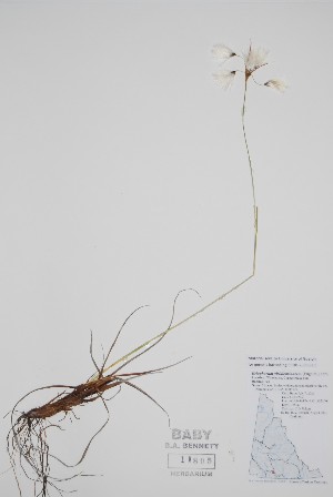  (Eriophorum viridicarinatum - CCDB-25898-C1)  @11 [ ] by (2022) Unspecified B.A. Bennett Herbarium (BABY)