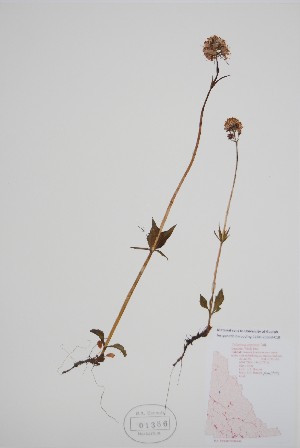  (Valeriana capitata - CCDB-25898-C10)  @11 [ ] by (2022) Unspecified B.A. Bennett Herbarium (BABY)