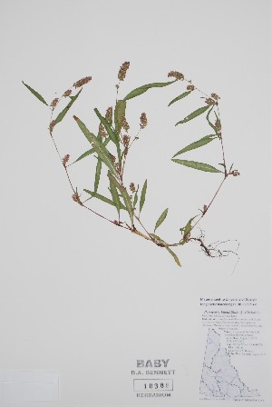  (Persicaria lapathifolia - CCDB-25898-C2)  @11 [ ] by (2022) Unspecified B.A. Bennett Herbarium (BABY)