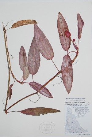  (Persicaria amphibia - CCDB-25898-C6)  @11 [ ] by (2022) Unspecified B.A. Bennett Herbarium (BABY)