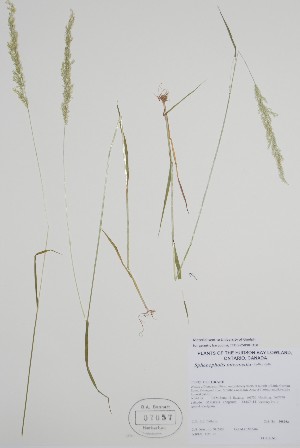  ( - CCDB-25898-D10)  @11 [ ] by (2022) Unspecified B.A. Bennett Herbarium (BABY)