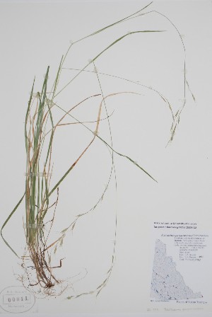  (Schizachne purpurascens - CCDB-25898-D8)  @11 [ ] by (2022) Unspecified B.A. Bennett Herbarium (BABY)
