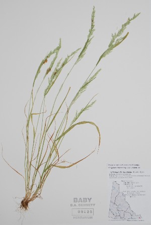 (Sphenopholis - CCDB-25898-D9)  @11 [ ] by (2022) Unspecified B.A. Bennett Herbarium (BABY)