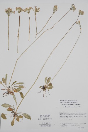  ( - CCDB-25898-E12)  @11 [ ] by (2022) Unspecified B.A. Bennett Herbarium (BABY)