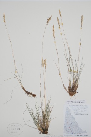 ( - CCDB-25898-E8)  @11 [ ] by (2022) Unspecified B.A. Bennett Herbarium (BABY)