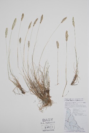  (Koeleria macrantha - CCDB-25898-E9)  @11 [ ] by (2022) Unspecified B.A. Bennett Herbarium (BABY)