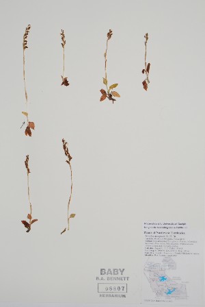  (Goodyera repens - CCDB-25898-F11)  @11 [ ] by (2022) Unspecified B.A. Bennett Herbarium (BABY)